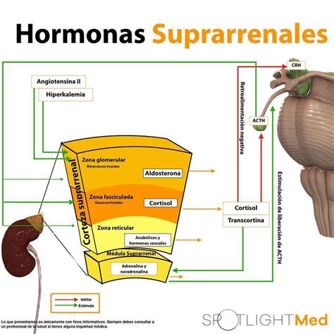 Hormonas Suprarrenales Fuente SpotlightMed Facebook Glandulas