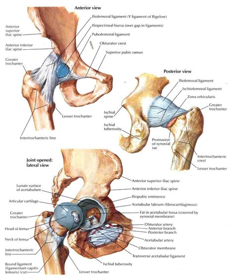 34 Best Human Anatomy Images On Pinterest Human Anatomy Human Body