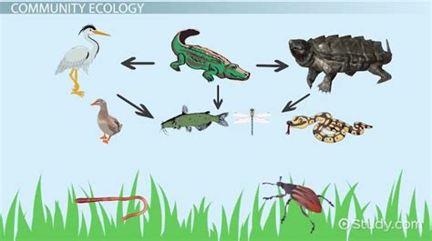 Ecology Definition Types And Examples Video And Lesson Transcript
