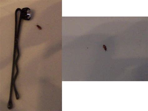 Check spelling or type a new query. Tiny Brown Flying Bugs In Bedroom - Bangmuin Image Josh