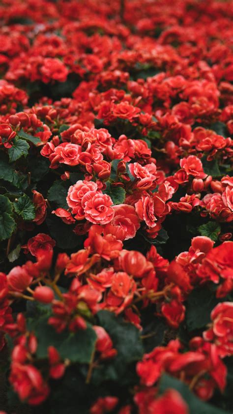 Roses Are Red Iphone Wallpaper Idrop News