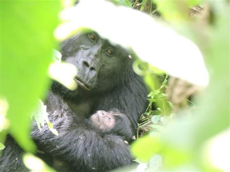 18 Year Old Gorilla Gives Birth In Bwindi National Park