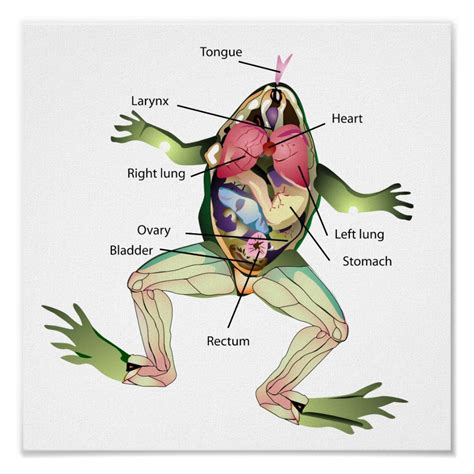 The Frog S Anatomy Illustration Poster Zazzle Graphic Poster Illustrations Posters