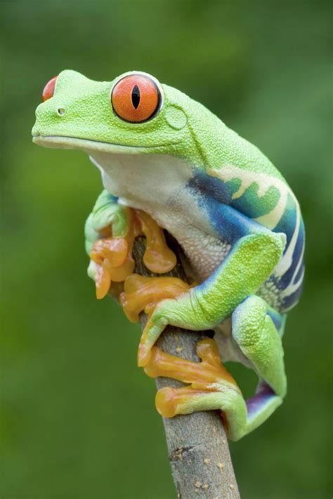 Colorful Red Eyed Tree Frog In Rainforest Photograph By Mark Kostich