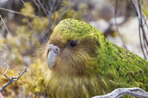 Pin By Kincső Kanyuk On Kakapo Kakapo Kakapo Parrot Cute Birds