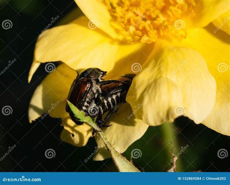 Japanese Beetles Copulating On A Yellow Rose Stock Photo Image Of