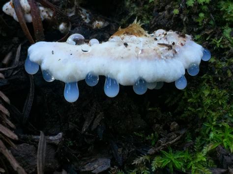 Fascinating Fungi Of Northern California By Alison Pollack 99inspiration