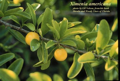 Ximenia Americana Photos Isb Atlas Of Florida Plants Isb Atlas