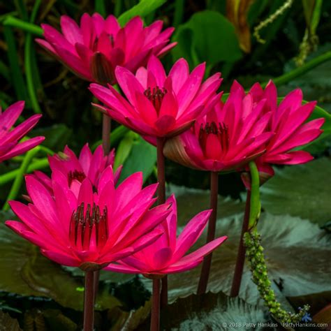 Water Lilies Beautiful Flower Pictures Blog