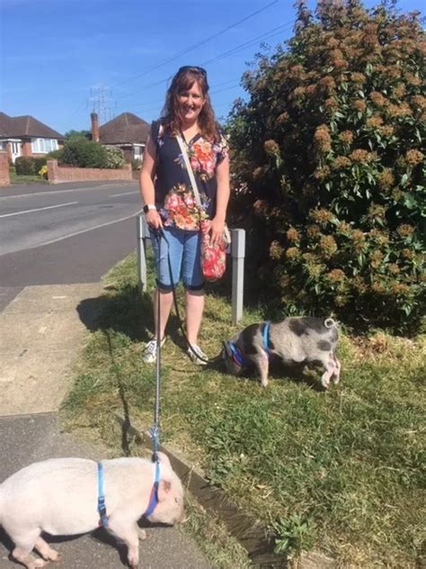 Meet The Woman Who Walks Her Micro Pigs Around Earley Berkshire Live