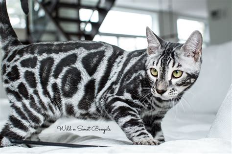 Silver Bengal Cats For Sale Uk