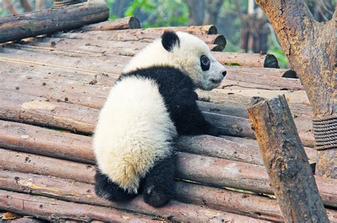 151 Cute And Funny Panda Names Animal Hype