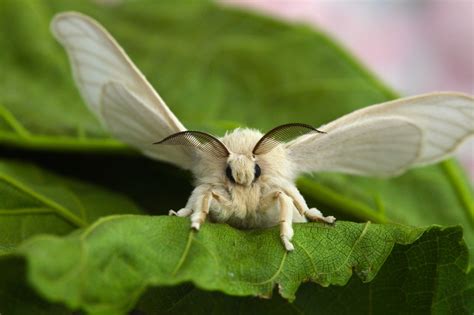 One Nice Bug Per Day Silkworm Moth Moth Cute Moth