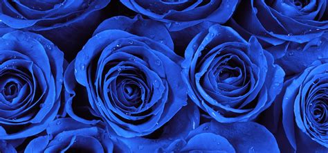 Most Beautiful Blue Roses Gallery