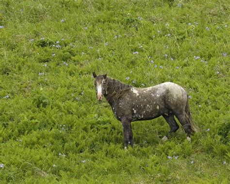 Horse Wild 071707 Humpy Cove Summer Bay Unalaska Island Ak 0795