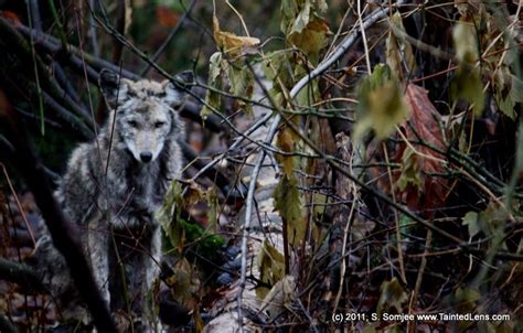 Ill Be Watching You Natures Camouflage Wolf Pictures Nature