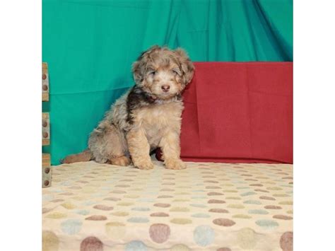 Get on our mini bernedoodles wait list to reserve. Mini Bernedoodle - Petland Pensacola