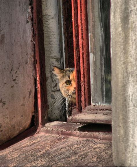 ️ CÅt§ In The Window ️ Pretty Cats Cat Window Crazy Cats