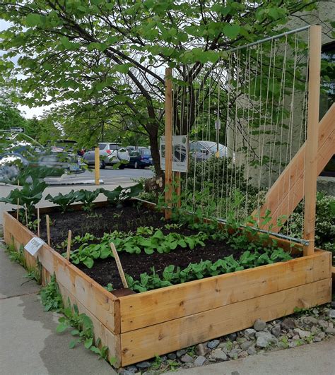 This trellis is another diy option which requires some carpentry either way, you'll be walked through building the structure and how to wrap the plastic clothesline this trellis can be used to grow a variety of vegetables. Easy pea trellis | Bean trellis, Pea trellis, Veggie garden