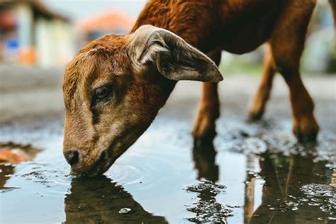 6 Tips For Providing Water To Your Goats Farmhouse Guide