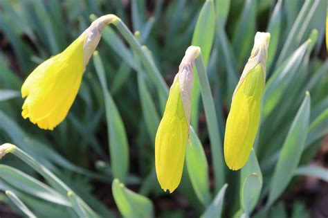 Spring Daffodils Free Photo On Pixabay Pixabay
