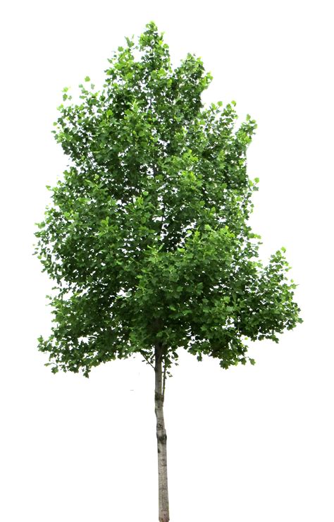 Free Tree Png Transparent Images Download Free Tree Png Transparent Riset