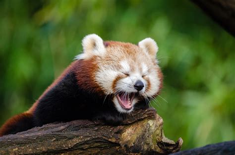 Little Red Panda Yawn Free Stock Photo Public Domain Pictures