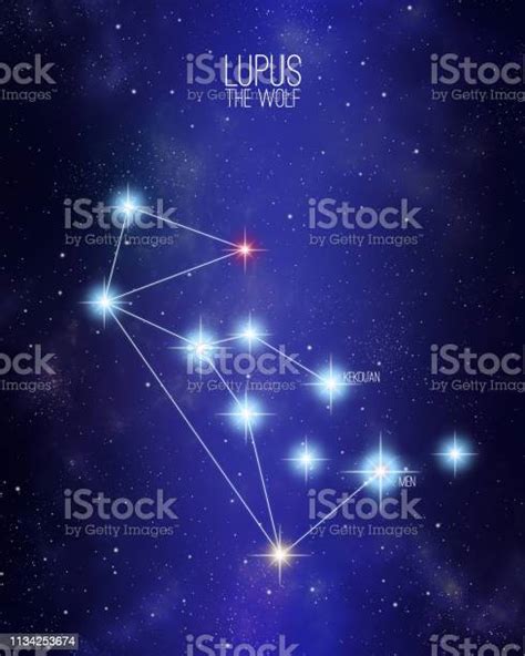 Lupus The Wolf Constellation On A Starry Space Background Illustration