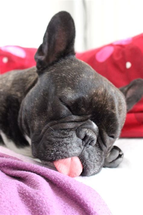 Many breeds like bulldogs and pugs have perished while flying, so as a result, many airlines have banned them. Mila-french bulldog | French bulldog
