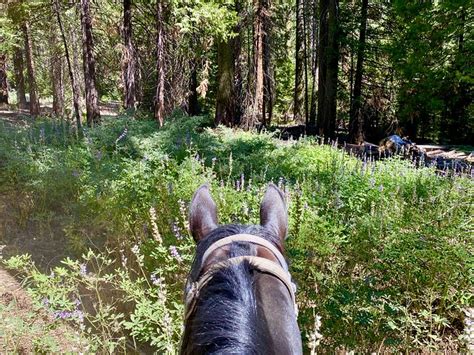 Yosemite Horseback Riding Writing Horseback