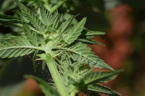 How To Get Rid Of Spider Mites Cannabis Grow Guide