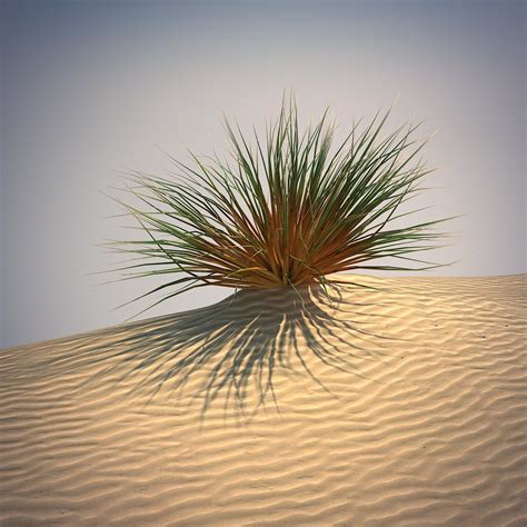 3d Desert Grass Set