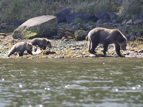 Grizzly Mother With Cubs Rolling Rocks Grizzly Bear Tours And Whale