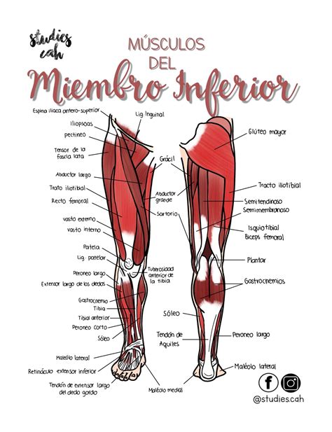Músculos del Miembro Inferior Anatomia humana huesos Anatomia humana musculos Anatomía médica
