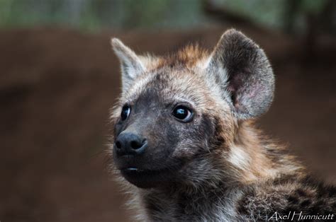 10 Amazing Facts About Hyena — Wild Tomorrow Fund