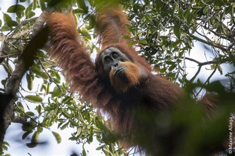 Tak heran bayu sering dianggap sebagai anak yang kuper alias iya kali ini ayah janjiiii benerr. A new great ape species has been discovered - and it's in ...