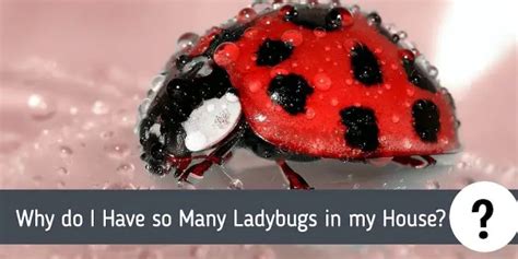 Why Do I Have So Many Ladybugs In My House Pest Control Faq