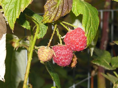 Heritage Everbearing Raspberries Summers Acres