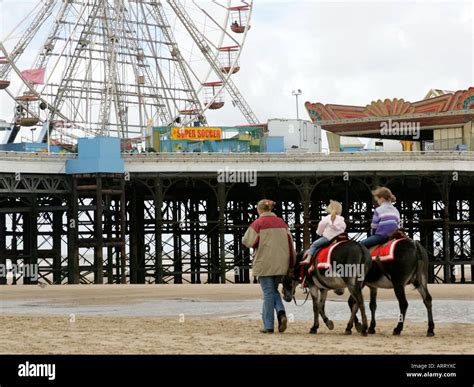Back View Of Donkeys At Skegness Beach Stock Photo Alamy