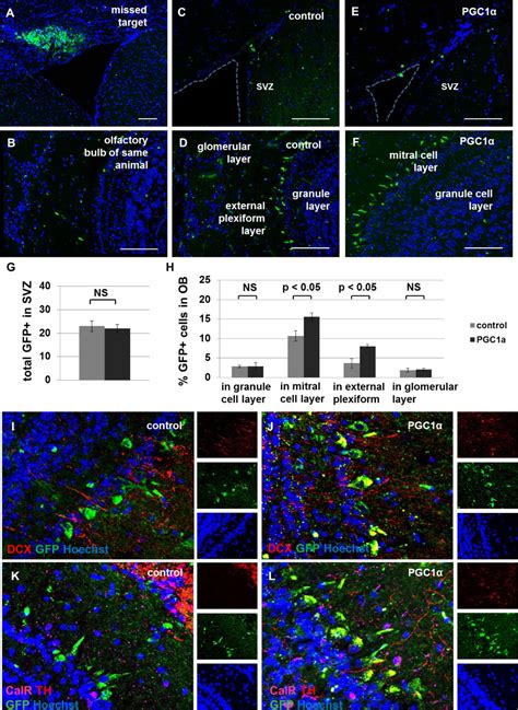 Neural Stem Cells In The Adult Subventricular Zone Oxidize Fatty Acids