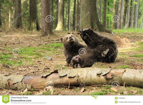 Brown Bear Cubs Playing Stock Image Image Of Chill Young 31632921