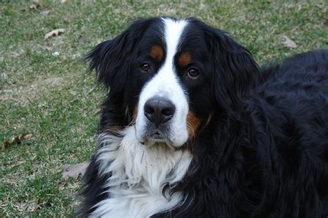 A Photo Of A 9 Months Old Black And White Bernese