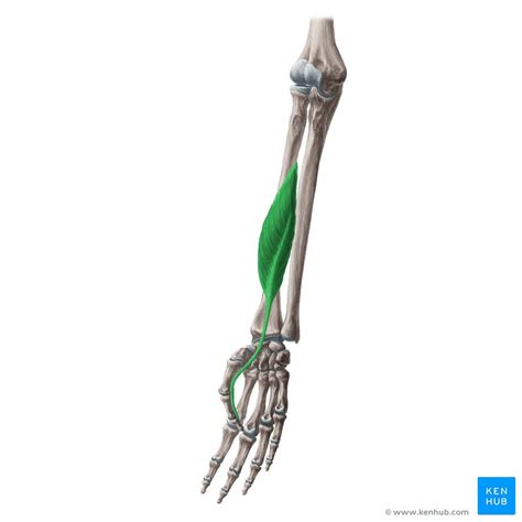 Flexor Pollicis Longus Anatomy Innervation Function Kenhub