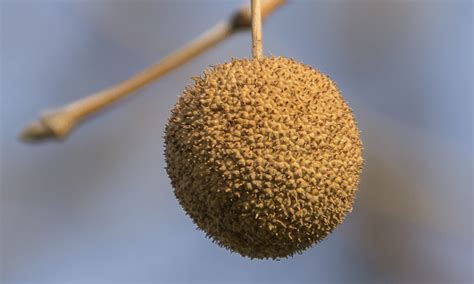 The Difference Between A Sycamore Tree And A Sweetgum Tree Complete