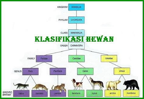 Pengertian Ciri Ciri Dan Klasifikasi Kingdom Animalia