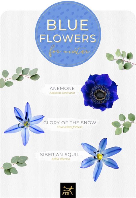 Blue Flower Names And Pictures Icon
