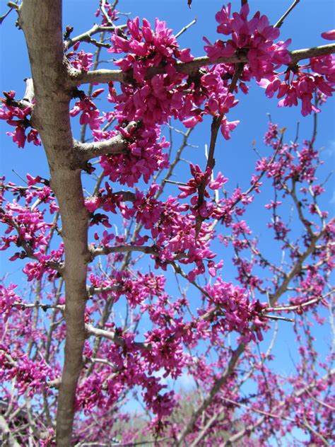 Terrific Flowering Trees For Texas Yards ProGardenTips
