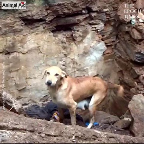 Mother Dog Helps Rescuers Dig For Her Buried Puppies Puppy Rubble
