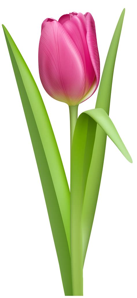 Transparent Pink Tulip Png Clipart Picture Easy Flower Painting