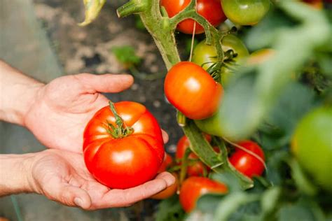 How To Prune Tomatoes For High Yields And Why You Should Always Do It